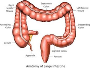 Malassorbimenti intestinali